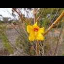 Petalostylis labicheoides